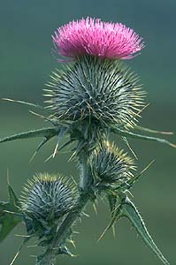 thistle.jpg (18852 bytes)